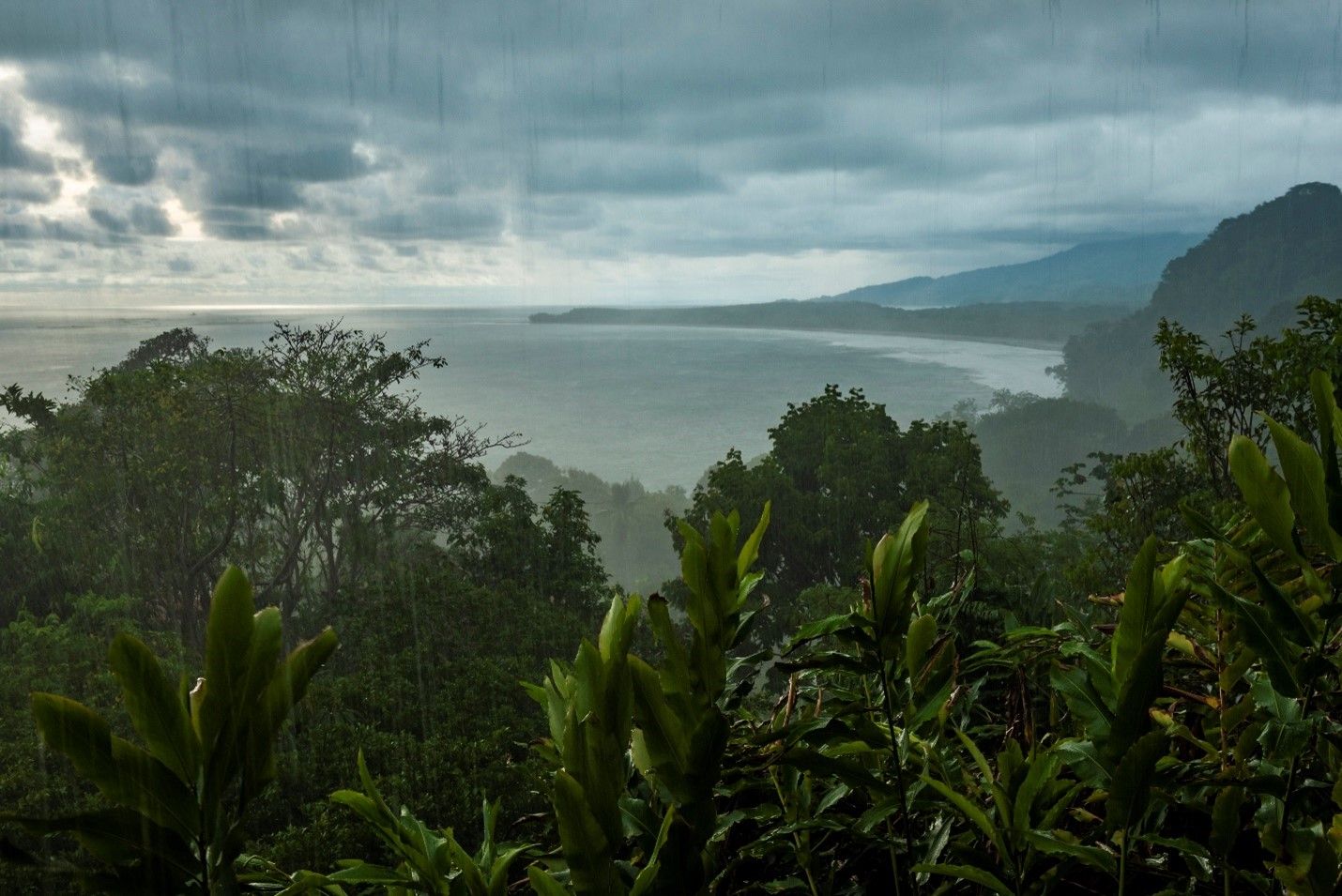 Vibrant plant life on the coast of Costa Rica enjoying rainy weather.