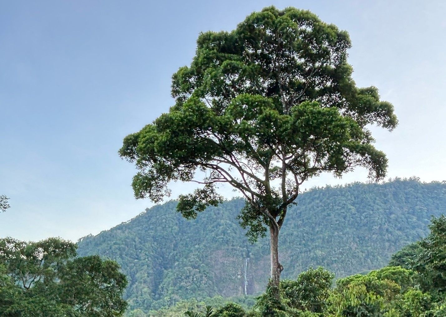 A gorgeous view of Costa Rica's landscape, with a lively green tree serving as the centerpiece.