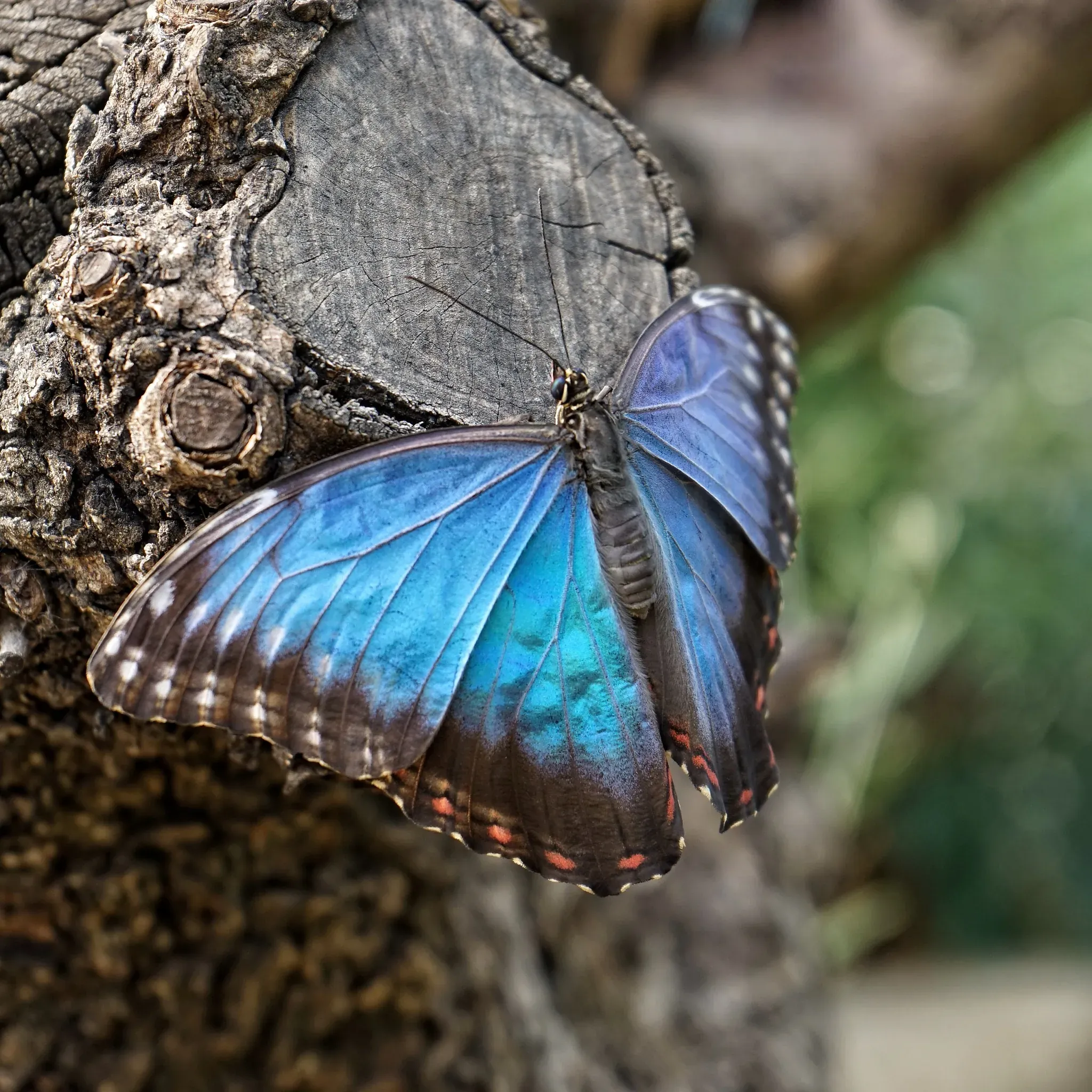 A blue morpho butterfly perched on a log, embodying only one of the many colors of Costa Rica wildlife.