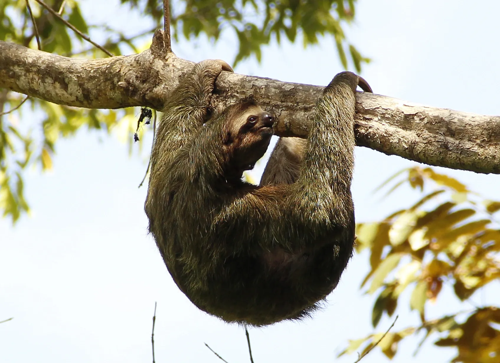 A brown-throated sloth hanging upside-down from a tree in Costa Rica.
