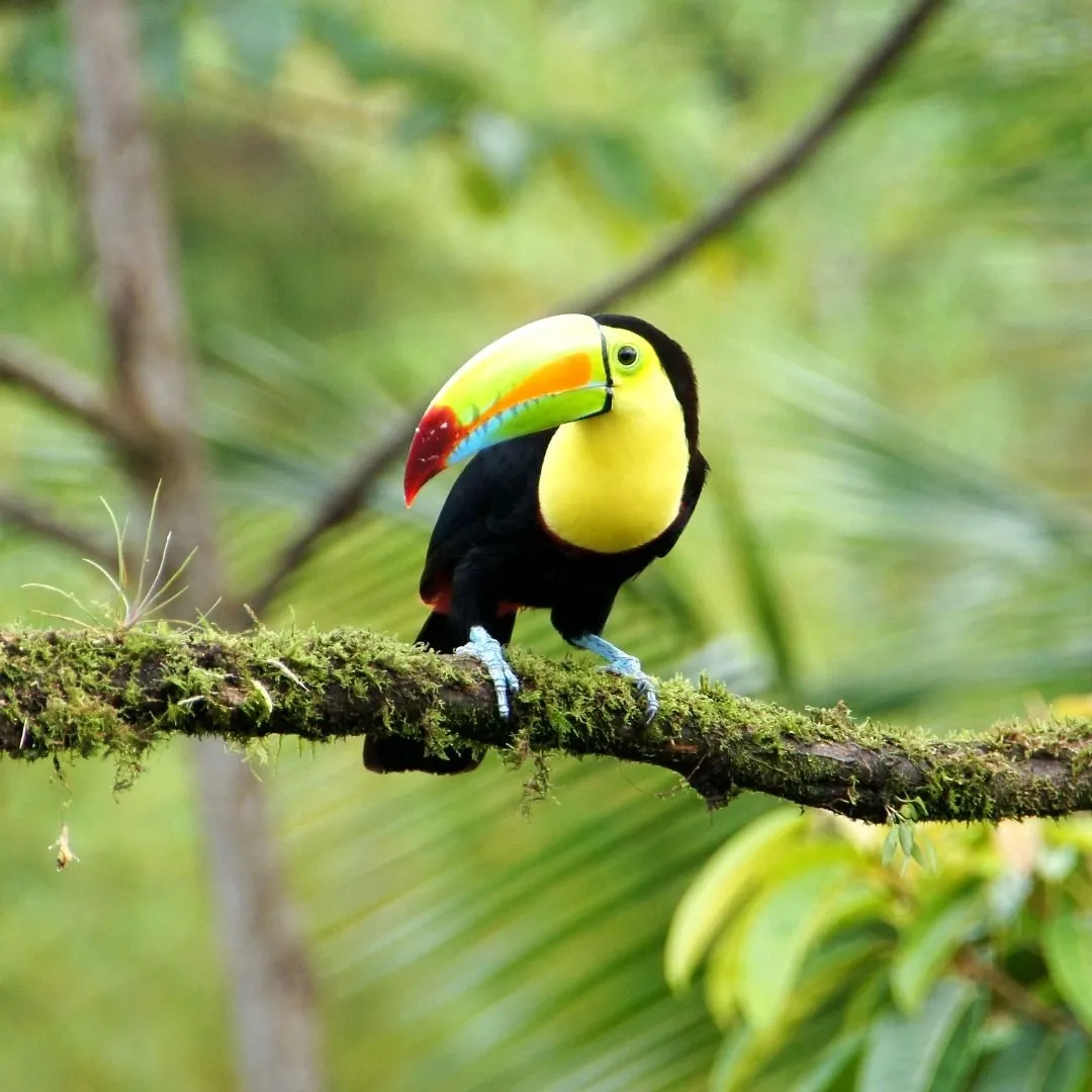 A colorful keel-billed toucan perched on a tree in the Costa Rica rainforest.