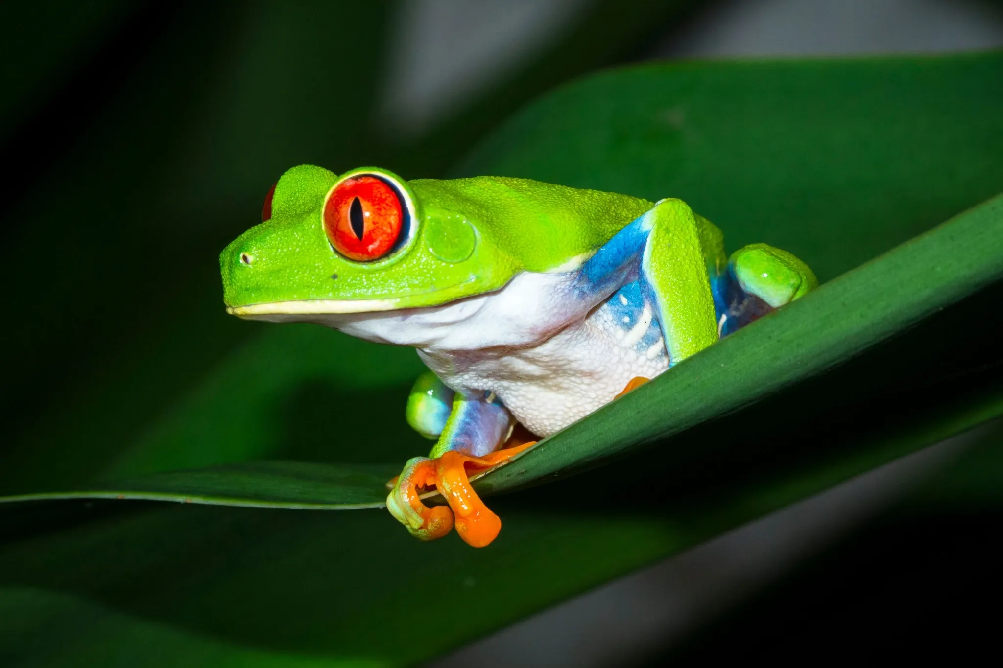 A red-eyed tree frog, a classic symbol of the wildlife of the Costa Rica rainforest, perched on a leaf.