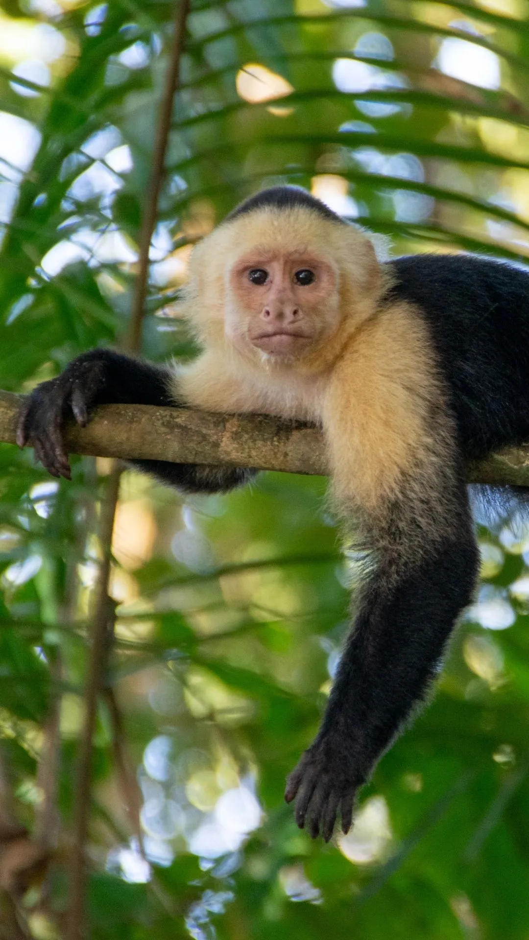 A white-throated capuchin, one of the most beloved animals of Costa Rica, resting on a tree branch.